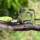 A female Joro spider.